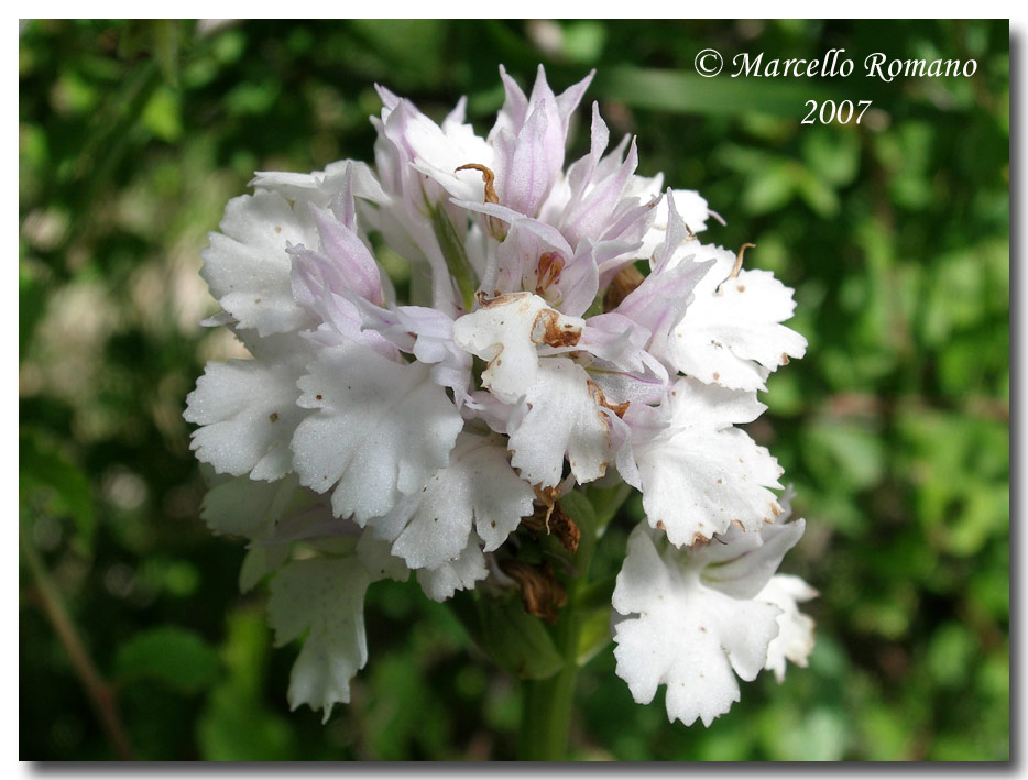Neotinea tridentata (apocromia di ...)